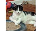 Adopt Retro21 a Domestic Shorthair / Mixed (short coat) cat in Youngsville