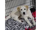 Adopt Siggy a White - with Tan, Yellow or Fawn Great Pyrenees / Labrador