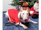 Adopt Ruff Russ a White Bull Terrier / Mixed dog in Costa Mesa, CA (33360830)