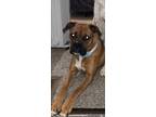 Adopt Layla a Brown/Chocolate - with White Boxer / Mixed dog in Laceys Spring
