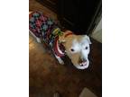 Adopt Maxx a White Dogo Argentino / American Staffordshire Terrier / Mixed dog