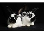 Adopt Muffin a Dutch / Mixed rabbit in Sechelt, BC (33359990)