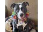 Adopt Daria a American Staffordshire Terrier / Pit Bull Terrier / Mixed dog in