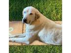 Adopt Bess a White - with Tan, Yellow or Fawn Great Pyrenees / Australian