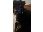 Adopt Lulu a Black - with White Australian Shepherd / Border Collie / Mixed dog