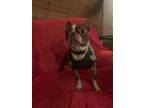 Adopt Sherman a Red/Golden/Orange/Chestnut - with White Boston Terrier / Mixed