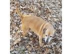 Adopt Bubba a Tan/Yellow/Fawn - with Black Beagle / Corgi / Mixed dog in Lyles