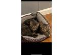 Adopt *COURTESY LISTING* Spicy and Basil a Domestic Short Hair