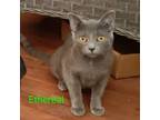 Adopt Ethereal a Domestic Short Hair, Siamese