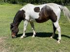 Tobiano Paint Mare