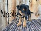 Adopt Noble a Australian Shepherd
