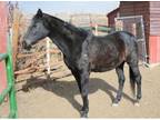 Adopt Chips a Thoroughbred