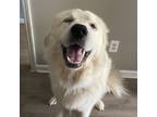 Adopt Coca Cola George a Great Pyrenees
