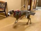 Adopt Blue a Pit Bull Terrier