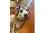 Adopt Murphy and Bailey - Bonded Seniors a Labrador Retriever, Terrier