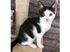 Adopt Cow Belle a Black & White or Tuxedo Domestic Shorthair (short coat) cat in