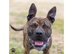 Adopt Brad Pitt-Bull a American Pit Bull Terrier / Boxer / Mixed dog in