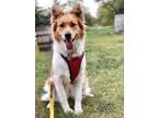Adopt Neena a Tan/Yellow/Fawn Great Pyrenees / Collie / Mixed dog in Elkhorn