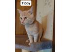 Adopt Tibby a Orange or Red Domestic Shorthair (short coat) cat in Morganton