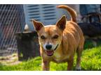 Adopt Clyde a Corgi / Dachshund / Mixed dog in Fulton, TX (33373200)