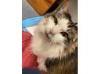 Adopt Oreo a Domestic Shorthair / Mixed (short coat) cat in Vineland