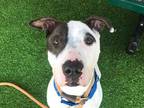 Adopt BABY a White - with Gray or Silver Bull Terrier / Mixed dog in Mesa