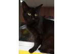 Adopt Gracie a All Black Domestic Shorthair / Domestic Shorthair / Mixed cat in