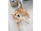 Adopt Buddy a Tan/Yellow/Fawn Mixed Breed (Large) / Mixed dog in Saskatoon