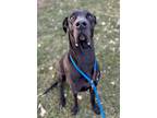 Adopt Holly a Great Dane