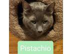 Adopt Pistachio a American Shorthair
