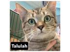 Adopt Tahulala a American Shorthair