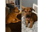 Adopt Lainey *CMA Litter (LJM) a American Staffordshire Terrier, Shar-Pei