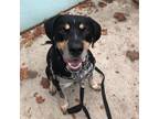 Adopt Squirtle a Black Rottweiler / Mixed dog in Richmond, VA (33385568)