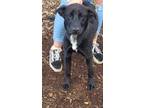 Adopt King a Black Retriever (Unknown Type) / Husky / Mixed dog in Pendleton