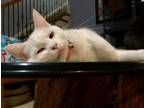 Adopt Bianca a White Domestic Shorthair (short coat) cat in Anderson