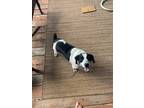 Adopt KC Kicklighter a Jack Russell Terrier / Boston Terrier / Mixed dog in New