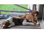 Adopt Tucker and Crystal a White - with Tan, Yellow or Fawn Beagle / Border