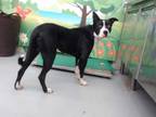 Adopt CHESTER a Black - with White Collie / Labrador Retriever / Mixed dog in