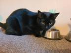 Adopt Indigo a All Black American Shorthair / Mixed (short coat) cat in