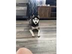 Adopt Koda a Black - with White Husky dog in Brooklyn, MD (33375662)
