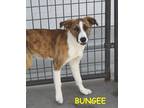Adopt BUNGEE a Tricolor (Tan/Brown & Black & White) Australian Cattle Dog /