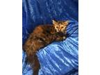 Adopt Maggie a Maine Coon