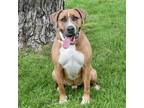 Adopt Bruno a Great Dane, Pit Bull Terrier