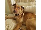 Adopt Giacomo (Jacky) a Pit Bull Terrier, Golden Retriever