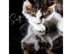 Adopt Salt a Domestic Long Hair, Norwegian Forest Cat
