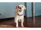 Adopt Buddy a Poodle, Jack Russell Terrier