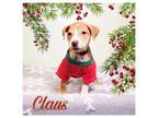 Adopt Claus a Staffordshire Bull Terrier