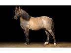 2013 Section A Dun Welsh Pony available via AI