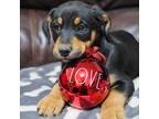 Adopt Vega a Black Doberman Pinscher / Labrador Retriever dog in Vail