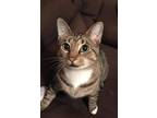 Adopt Walter a Spotted Tabby/Leopard Spotted Domestic Shorthair / Mixed cat in